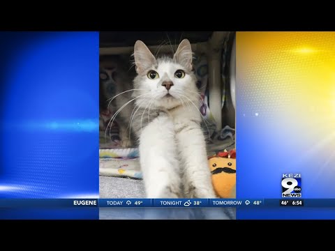 Pet of the Week: Taco!