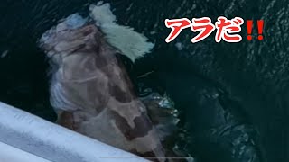 長崎県野母崎沖で幻の高級魚アラ（クエ）を狙う‼️