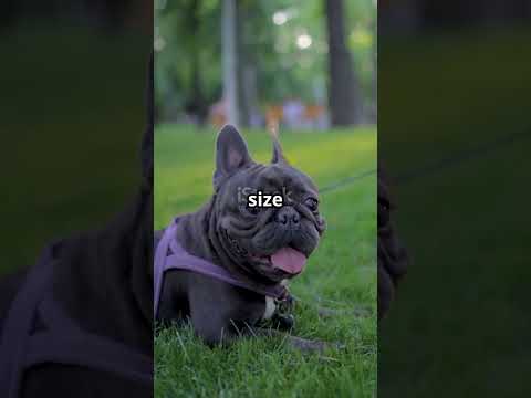 cute dog pets  #youtubeshorts #petcare #viral