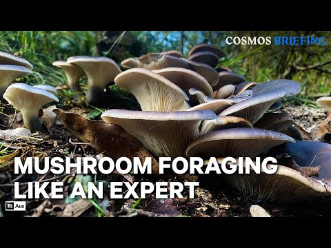 Why do we know so little about mushrooms? | Cosmos Briefing