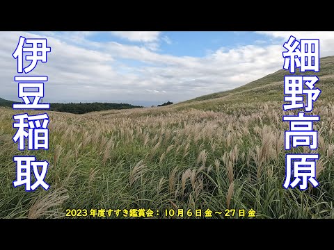 【すすき・絶景】秋の伊豆稲取 細野高原 三筋山