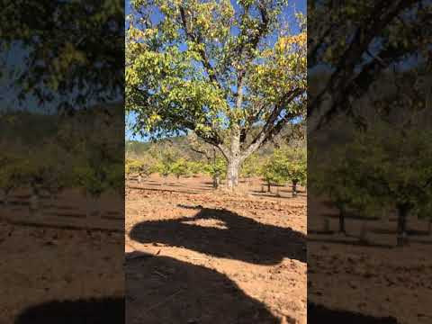 Walnut Pickin