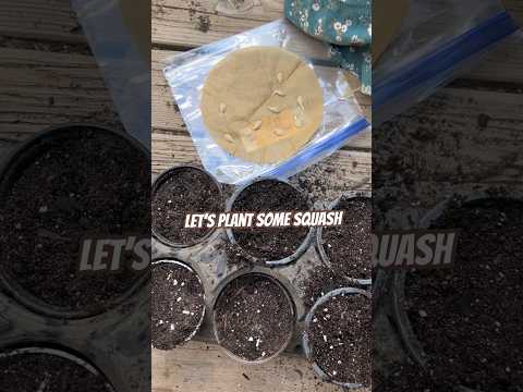 Today on the Homestead:Planting Sprouted Squash Seeds | From Ziploc to Soil| Easy Gardening #shorts