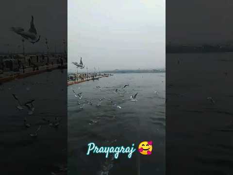 Sangam🌈 #prayagraj #shorts #hindu #temple #2024 #love #status #mahadev #youtube #reels #ganga #river