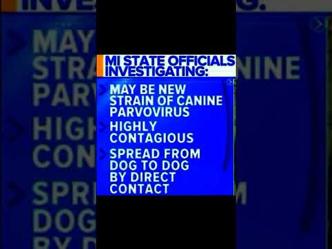 Parvovirus Identified as Cause of Michigan Dog illness #shorts