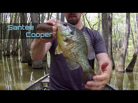 Bream and Shellcracker Fishing on Santee Cooper | Packs Landing| #fishing #pesca #मछलीपकड़ने