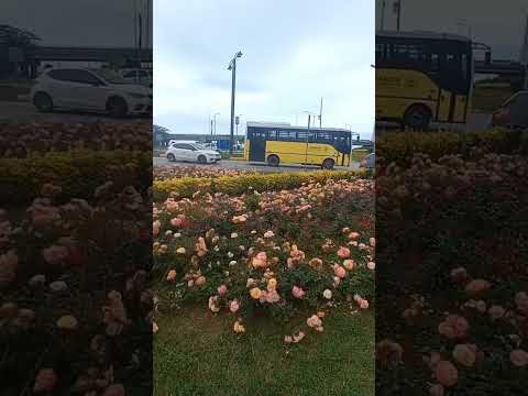 Roses and flowers everywhere in Trabzon city. #travel #holidays #Trabzon #flowers #rose #turkey