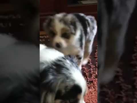 Aussie puppy teases older brother