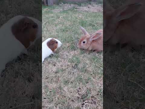 So cute 💕 #pets #rabbits #guineapigs #animals #宠物 #兔子 #豚鼠