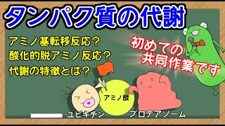 【管理栄養士国家試験】　タンパク質代謝についての解説講座