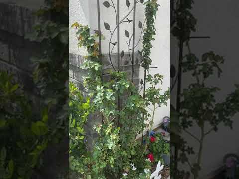 Rose Climber Eden|Changes of Tiny Rose Plant In One Year|用一年时间养到比人高的龙沙宝石牙签苗|玫瑰养死了还能退货