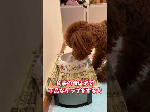 食事の後に下品なゲップをする犬【トイプードル】#shorts