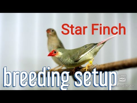 My breeding setup - Star Finch  (Bathilda ruficauda) 