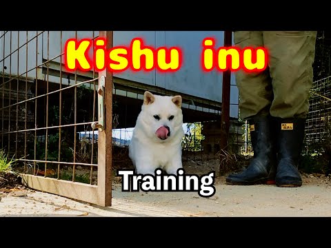 [Surprising] Just by teaching this, you will be able to control your dog in an amazing way.