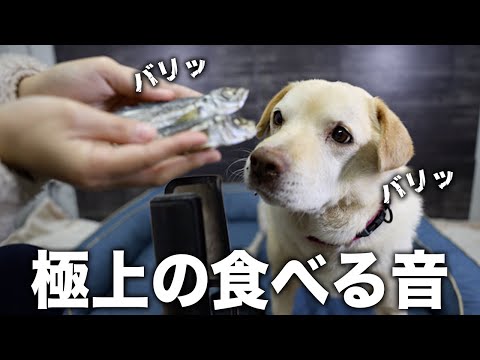 【ASMR】サラウンド音質で鯵の乾き物をバリボリ