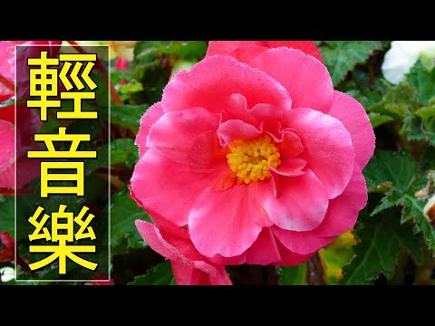 【非常好听】🎷🎷週末聽50首最好的老音樂 🌺早上最適合聽的輕音樂 🎵 每天調心洗滌心性 - 薩克斯風 - 無廣告音樂  - 轻音乐 - 探戈老歌 Old Taiwanese Music