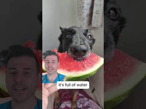 Is Watermelon good for Dogs?