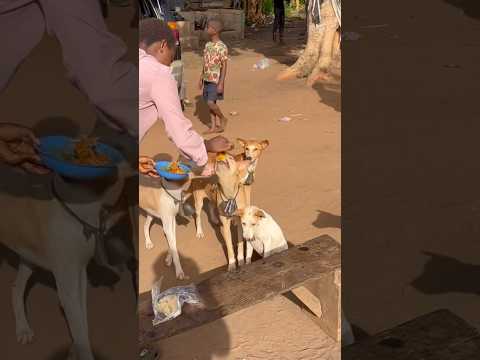 ⁠@REJOICESCREEN feeding the hunters dogs hand to mouth