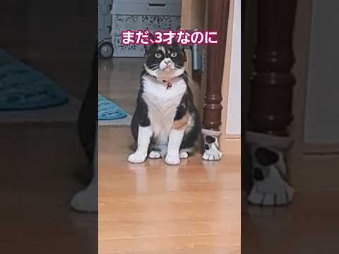 猫らしくない、変わり者三毛猫#shorts #猫のいる暮らし #ねこ