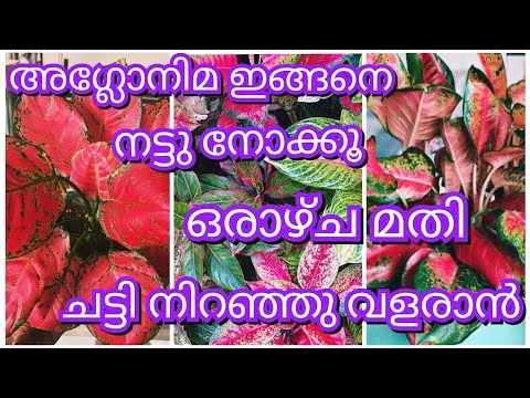 ചട്ടി നിറയെ അഗ്ലോനിമ തിങ്ങി നിറയാൻ | Indoor plants|Aglonema Complete Care & Propagation