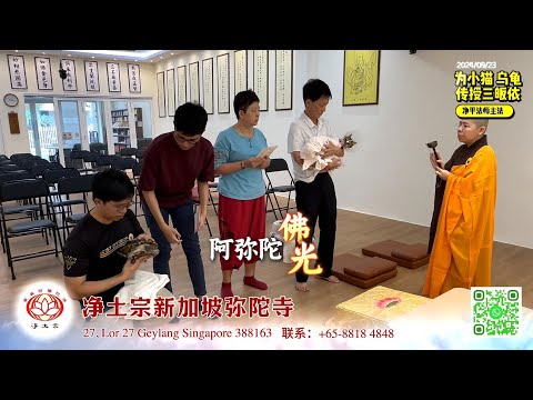 为小猫和乌龟传授皈依 kitten and turtle take refuge｜新加坡弥陀寺｜2024/09/23｜净土宗 Pure Land Buddhism