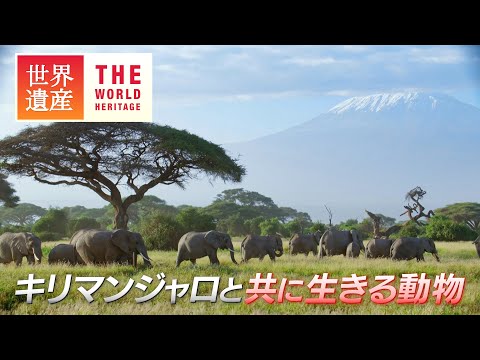 【絶景】キリマンジャロの麓に広がる、動物の楽園！