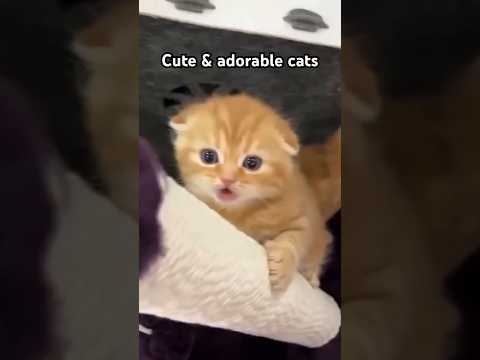 Cute & adorable cats#lovelycats#asmrcats#catsfamily#positivevibes