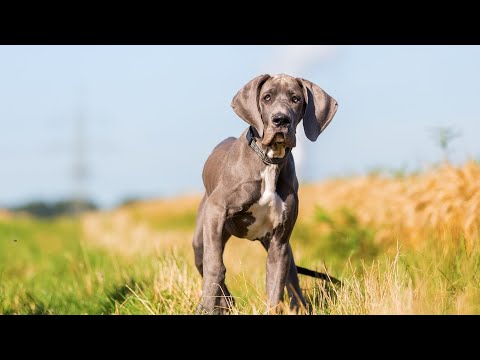 The Great Dane Temperament Gentle and Loving