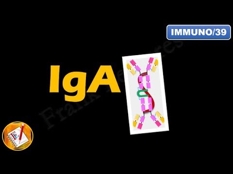 IgA: Structure, Properties and Functions (FL-Immuno/39)