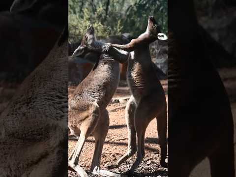 Kangaroo Boxing Battles #kangaroo #wildlife # @TaylorSwift