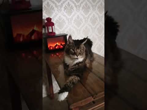 Лоря 🐱🐈Поздравляет Всех С Наступающим Новым Годом и Рождеством !🌲🔥#подпишись #кот #cat #cats #shorts