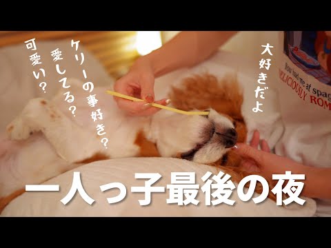 🐶👩🏻‍🦰【保護犬ちゃんお迎え前日】パパとママの愛情を約10年間独占してきたキャバリアが嫌々承諾してくれた一人っ子最後の夜。みんなで円陣「エイエイオー！」