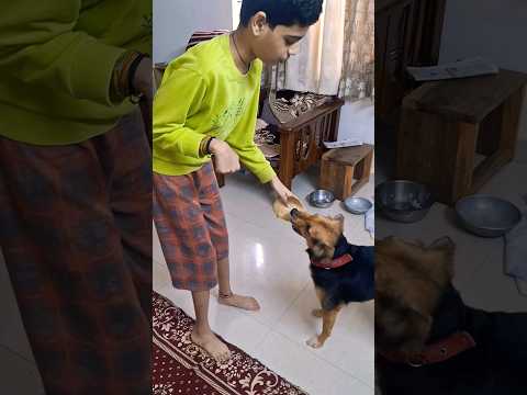 Chikki's best friend #petparent #petlover #doglover #dogshorts #shortsviral #petcare