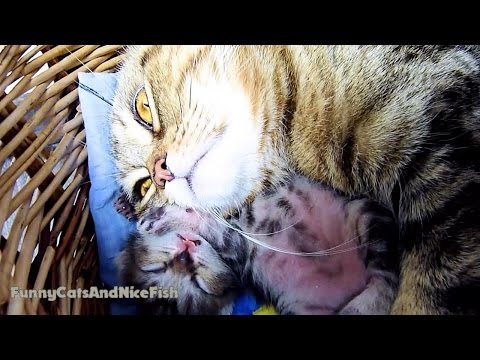 Cute little Kittens Meowing and Talking  | Part 1