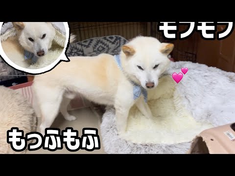 白いもふもふが白いモフモフにもふもふしている姿がかわいい #白柴