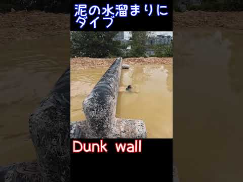 【スパルタンレース】ドロドロの中に頭からダイブ【Dunk wall】#shorts