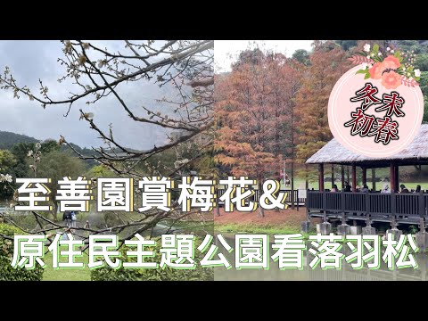 台北士林至善園賞梅花&原住民主題公園看落羽松春節前後走春行程