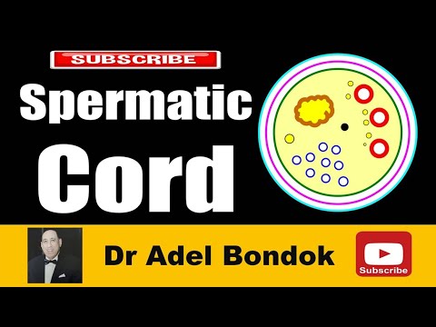 Spermatic Cord, Dr Adel Bondok Making Anatomy Easy