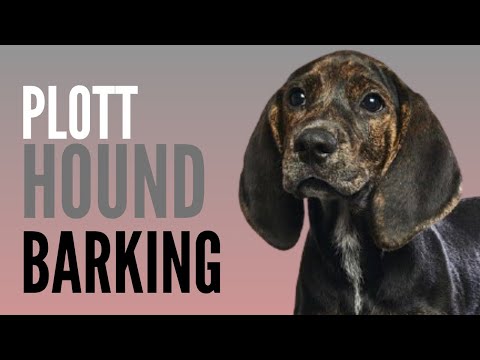 Plott Hound Barking Sounds 2 Minutes Long