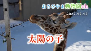 アミメキリンのあさひ「太陽の子」あさひやま動物園チャンネル《非公式》