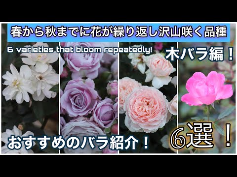 【総数約100株のバラから選ぶ！】春から秋までに花が繰り返し咲くおすすめの品種を紹介！（木バラ編6選！）