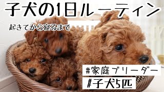 【子犬ルーティン】トイプードル 子犬５匹の１日に密着！！起きてから寝るまで/家庭ブリーダー 犬/子犬の一日