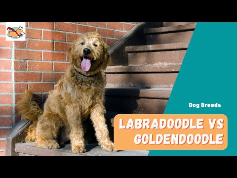 Labradoodle Vs. Goldendoodle: Which Is The Perfect Breed For You?