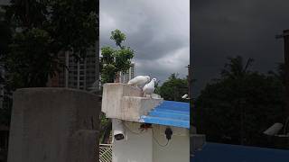 White pigeon pair 🔥❤️❤️🔥 #pigeon #pigeonvlog #animalvlog