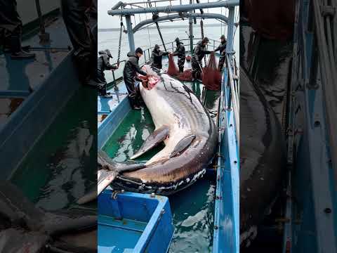 GIANT FISH caught by fishermen🐟🌊