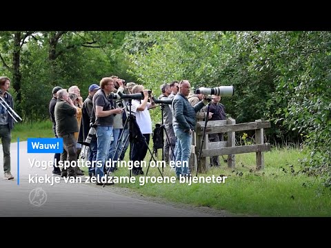 🐦‍⬛ Vogelspotters dringen om een kiekje van zeldzame groene bijeneter | Hart van Nederland