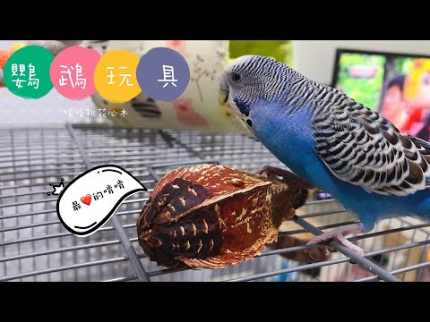 14｜鸚鵡玩具｜啃啃桃花心木｜虎皮鸚鵡 Budgie Vlog【啾啾鳥日常】