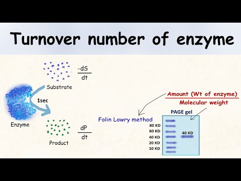 Turnover number of enzyme.