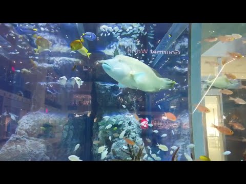 イオンモール沖縄ライカム水族館/rycom-aeonmall-Aquarium