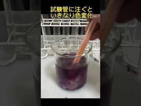 ハーブ色素で仕込みカラーマジック　マローブルー色素液を注ぐといきなり色変化！